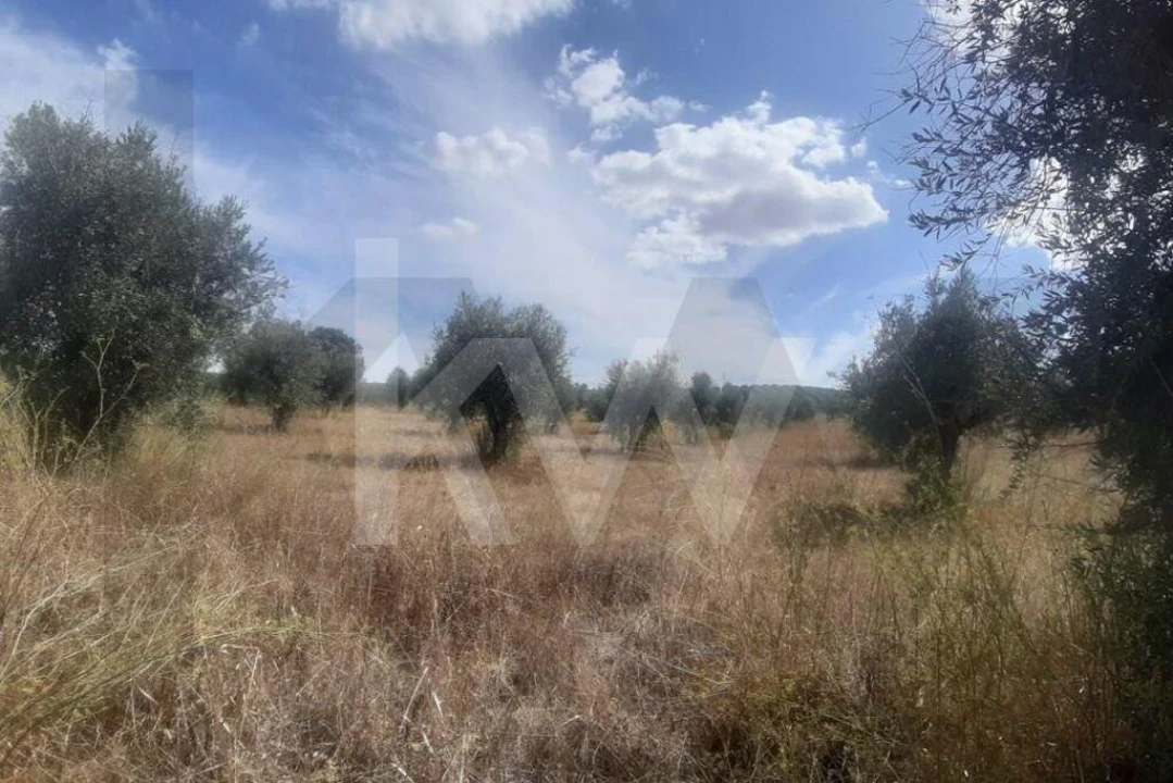 Terreno para Venda em Avis Foto 6