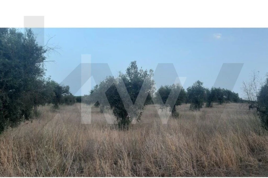 Terreno para Venda em Avis Foto 4