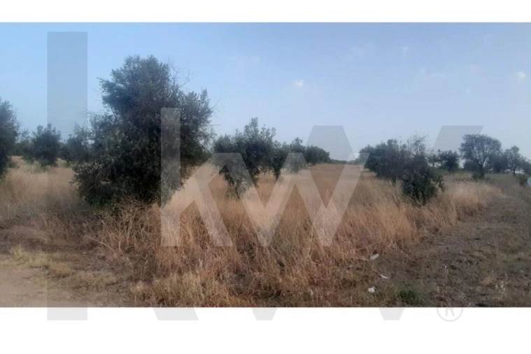 Terreno para Venda em Avis Foto 2