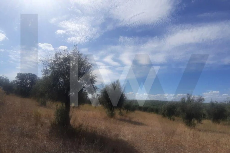 Terreno para Venda em Avis Foto 5