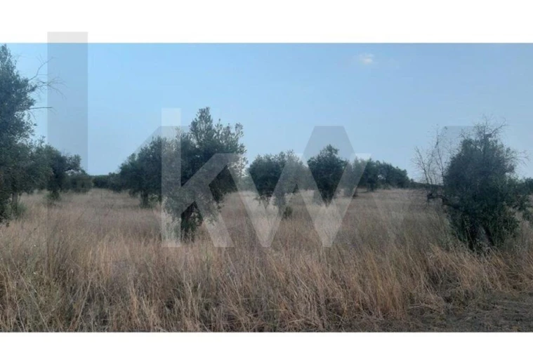 Terreno para Venda em Avis Foto 3