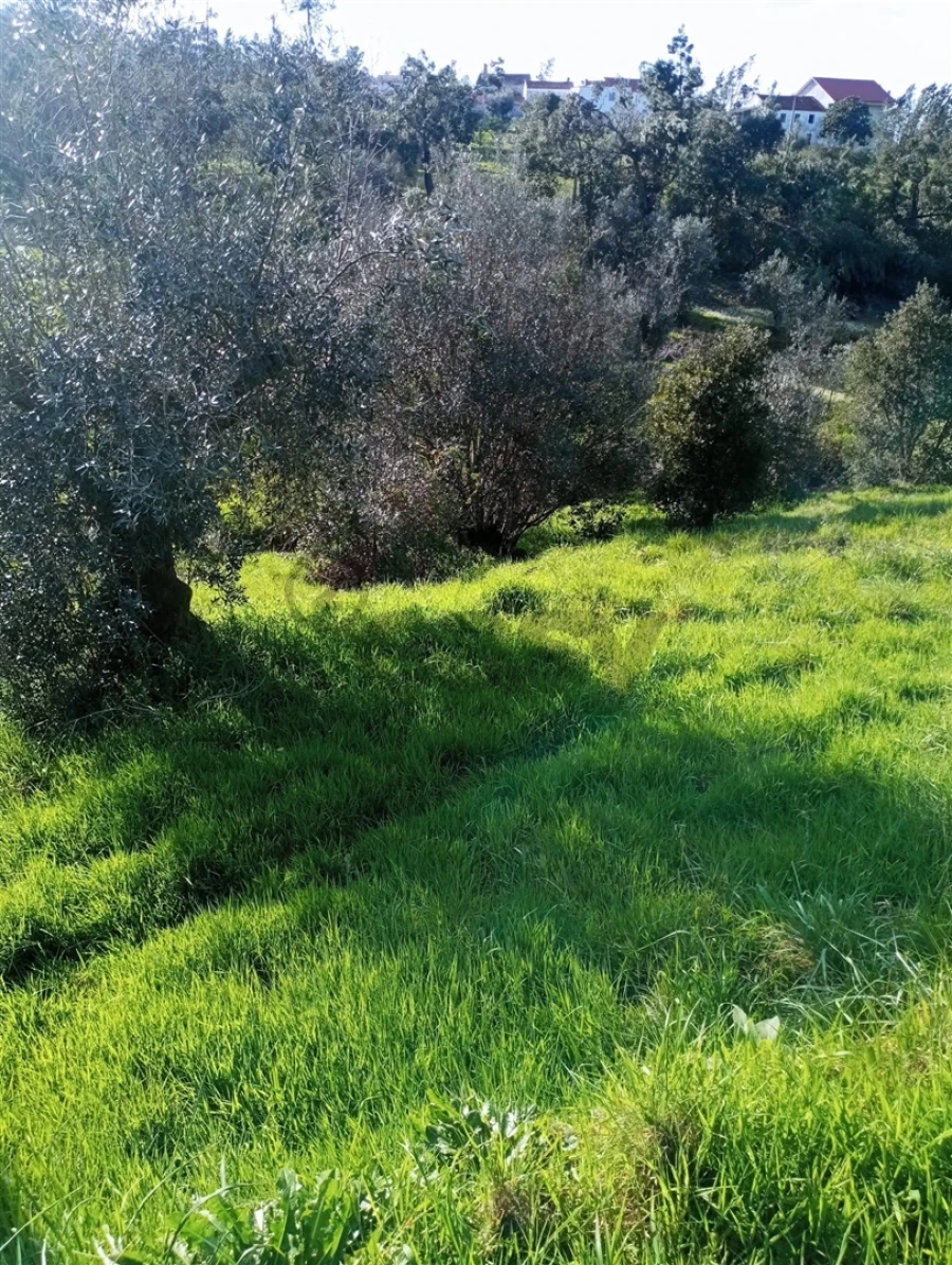 Terreno Agricola ou Rústico para Venda em Vila de Rei Foto 3
