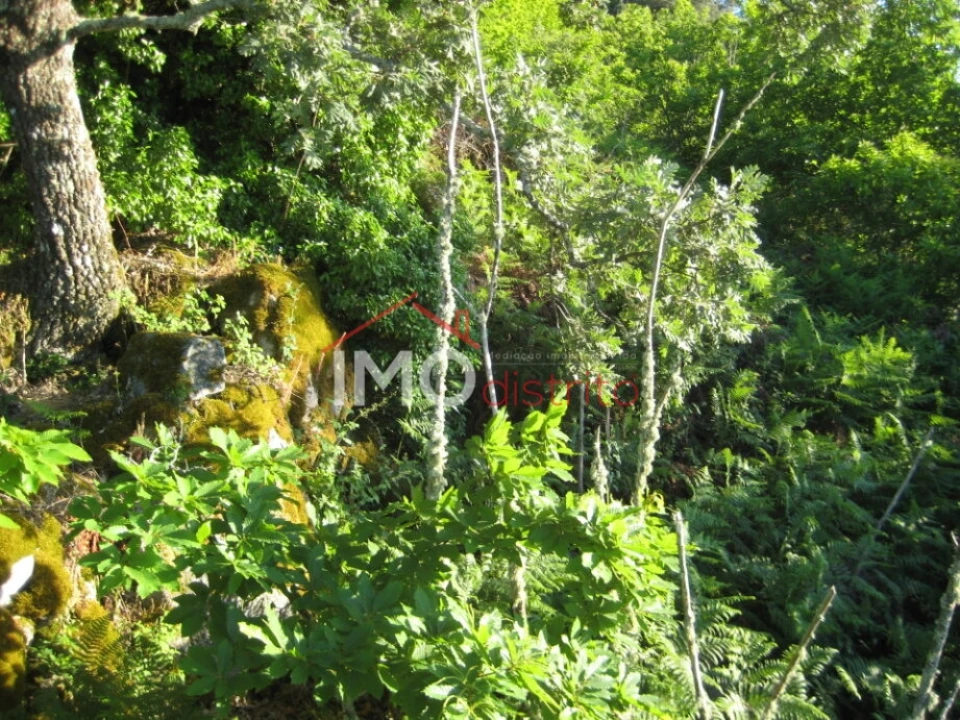 Terreno Agricola ou Rústico para Venda em Santa Maria de Marvão Foto 6