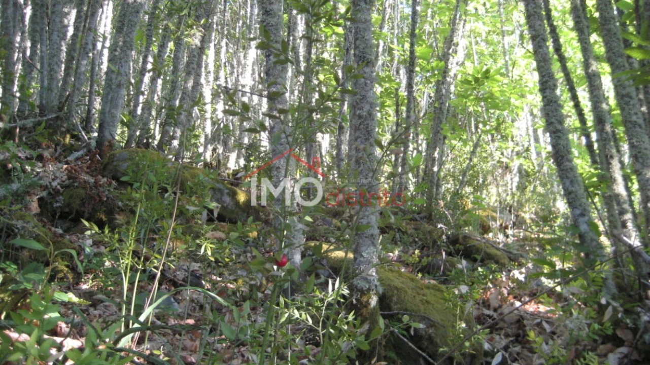 Terreno Agricola ou Rústico para Venda em Santa Maria de Marvão Foto 23