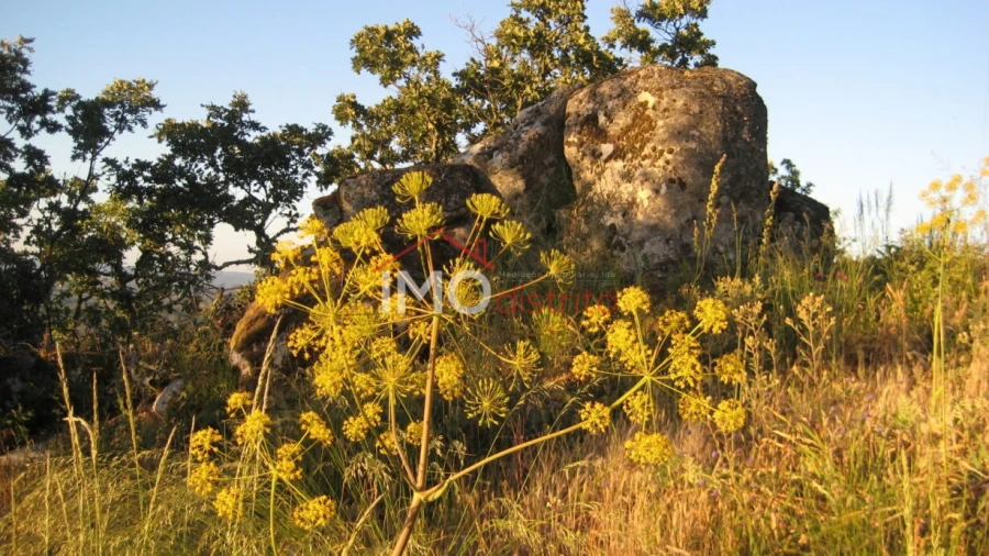 Terreno Agricola ou Rústico para Venda em Santa Maria de Marvão Foto 7