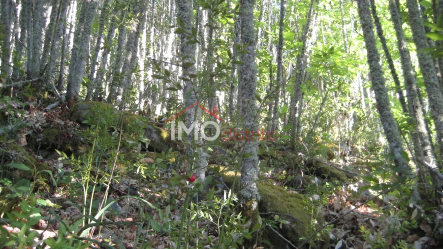 Terreno Agricola ou Rústico para Venda em Santa Maria de Marvão Foto 23