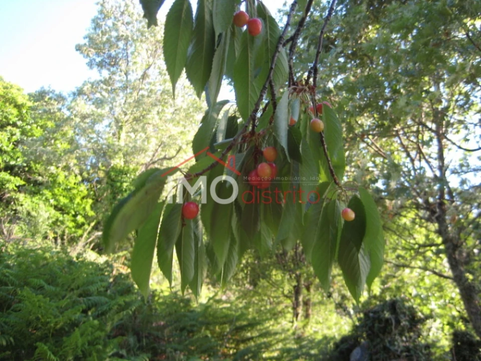 Terreno Agricola ou Rústico para Venda em Santa Maria de Marvão Foto 11