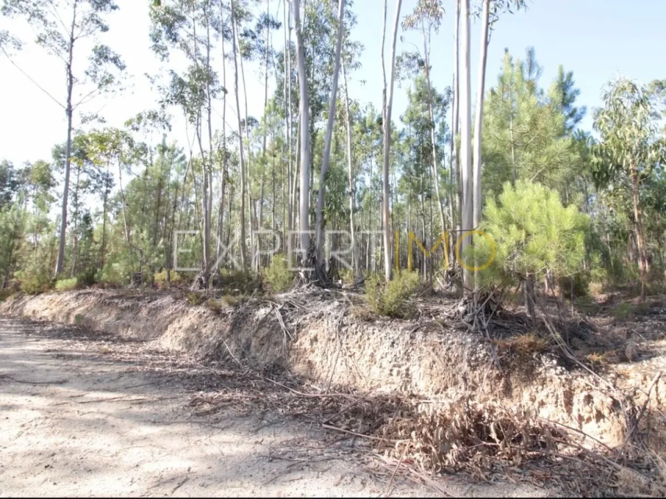 Terreno para Venda em Matas e Cercal Foto 2