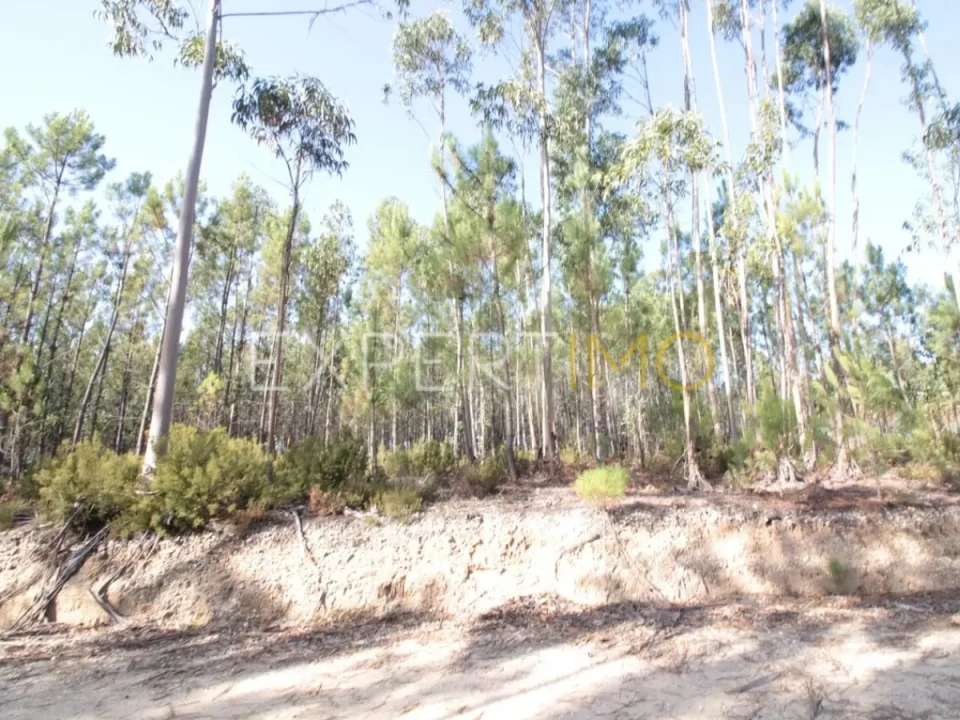Terreno para Venda em Matas e Cercal Foto 4