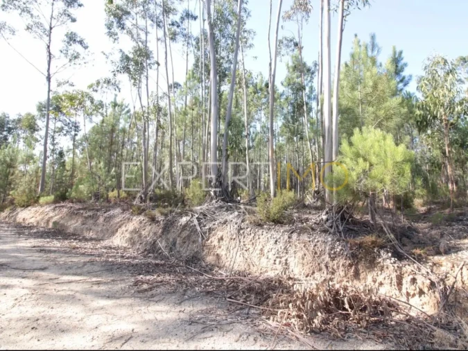 Terreno para Venda em Matas e Cercal Foto 2
