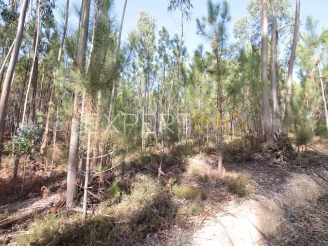 Terreno para Venda em Matas e Cercal Foto 3