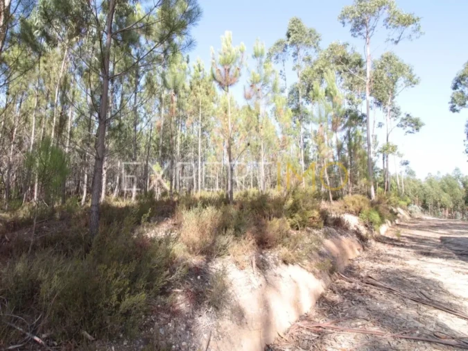 Terreno para Venda em Matas e Cercal Foto 5