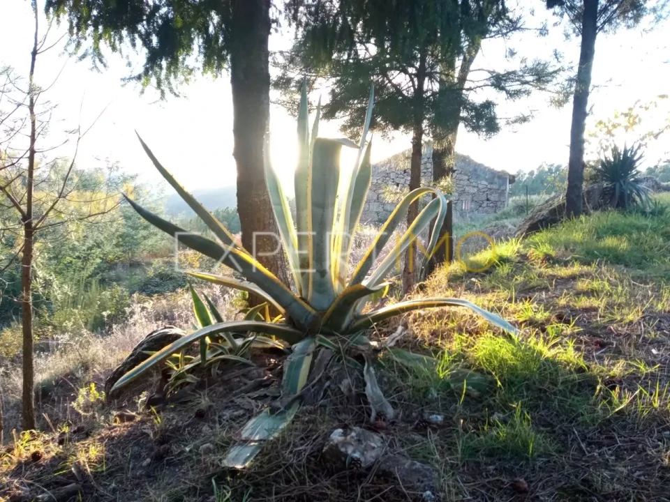 Quinta T4 para Venda em Gonçalo Foto 25