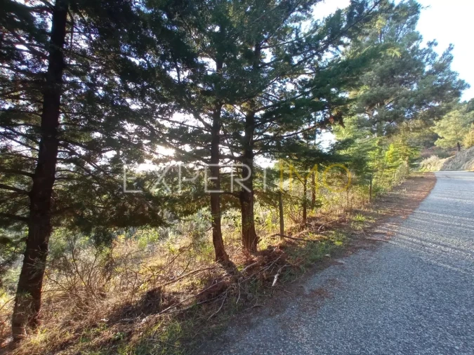 Quinta T4 para Venda em Gonçalo Foto 14