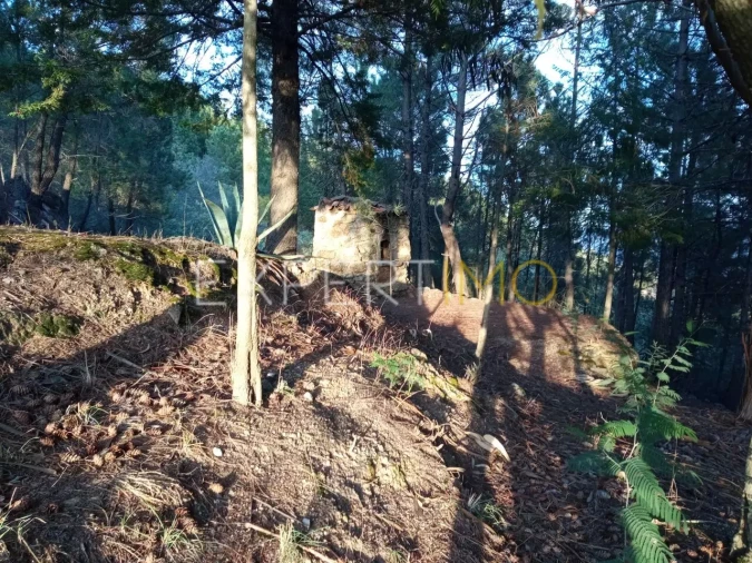 Quinta T4 para Venda em Gonçalo Foto 24