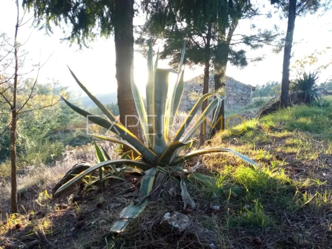 Quinta T4 para Venda em Gonçalo Foto 25