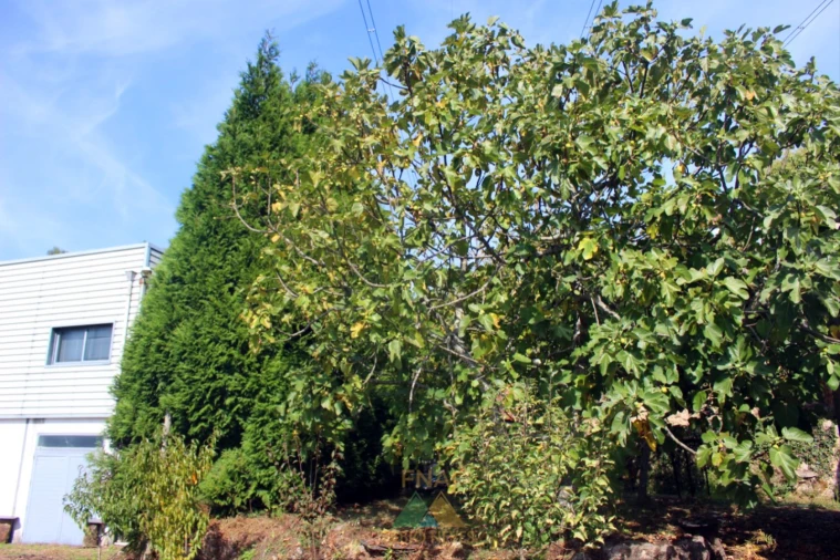 Armazém para Venda em Ossela Foto 22