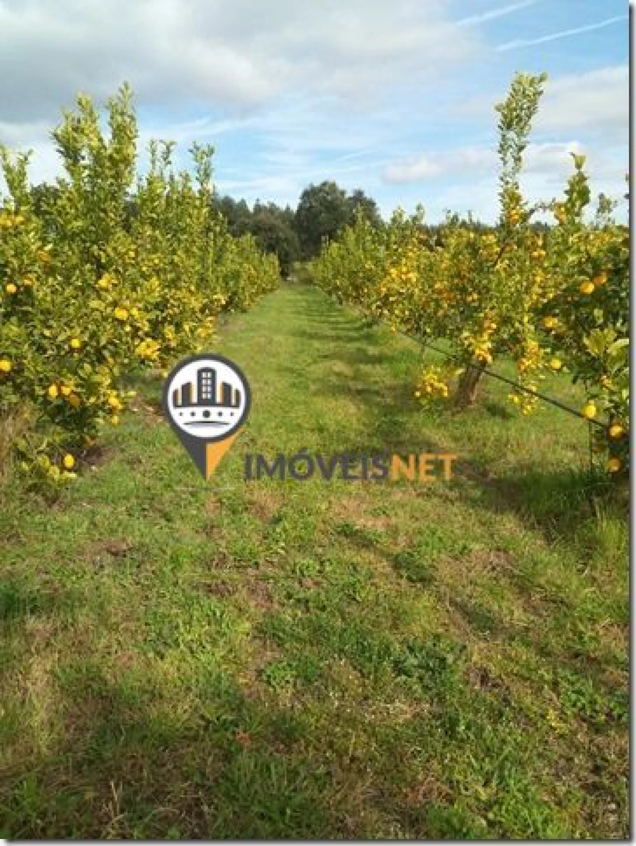 Terreno para Venda em São Vicente da Beira Foto 42