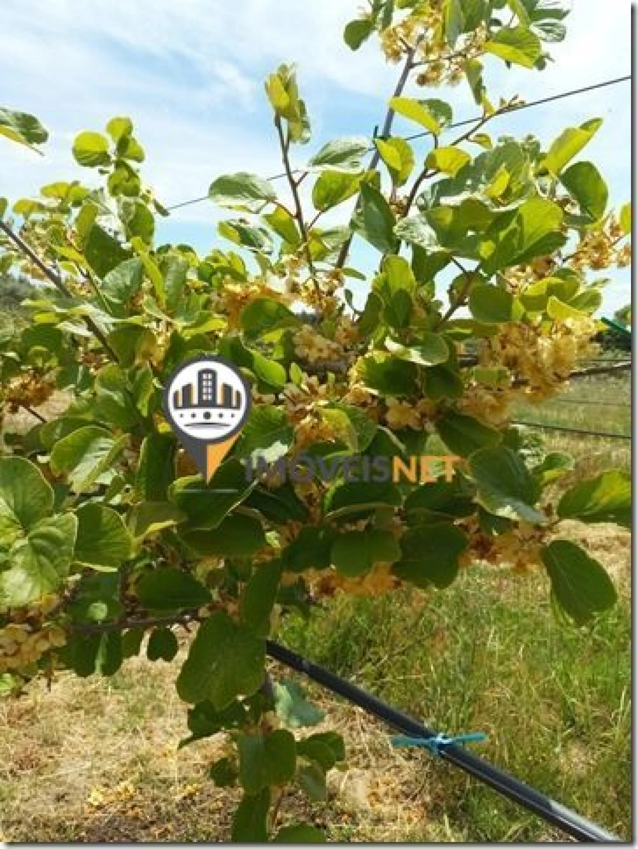 Terreno para Venda em São Vicente da Beira Foto 17