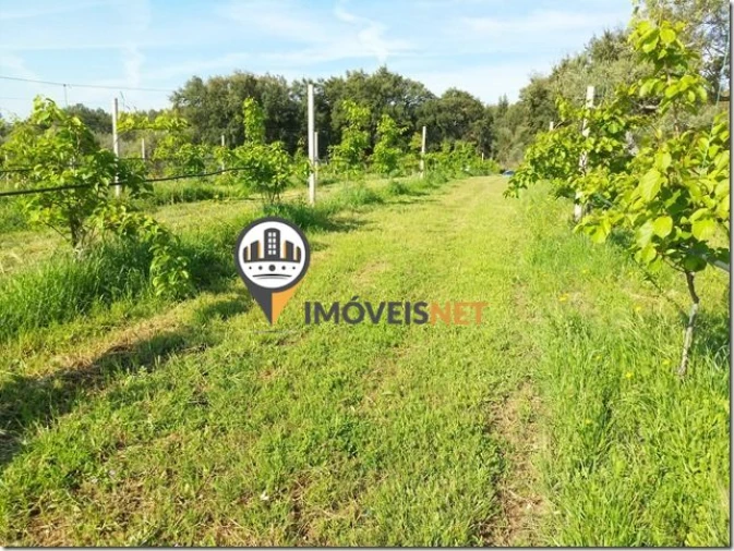 Terreno para Venda em São Vicente da Beira Foto 13