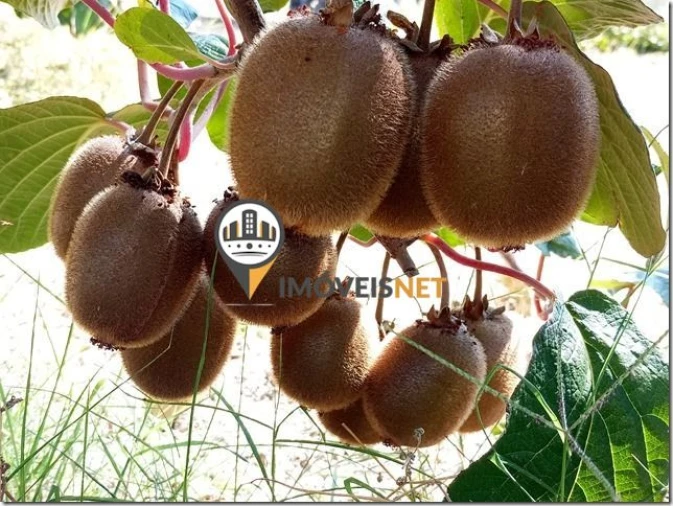 Terreno para Venda em São Vicente da Beira Foto 20