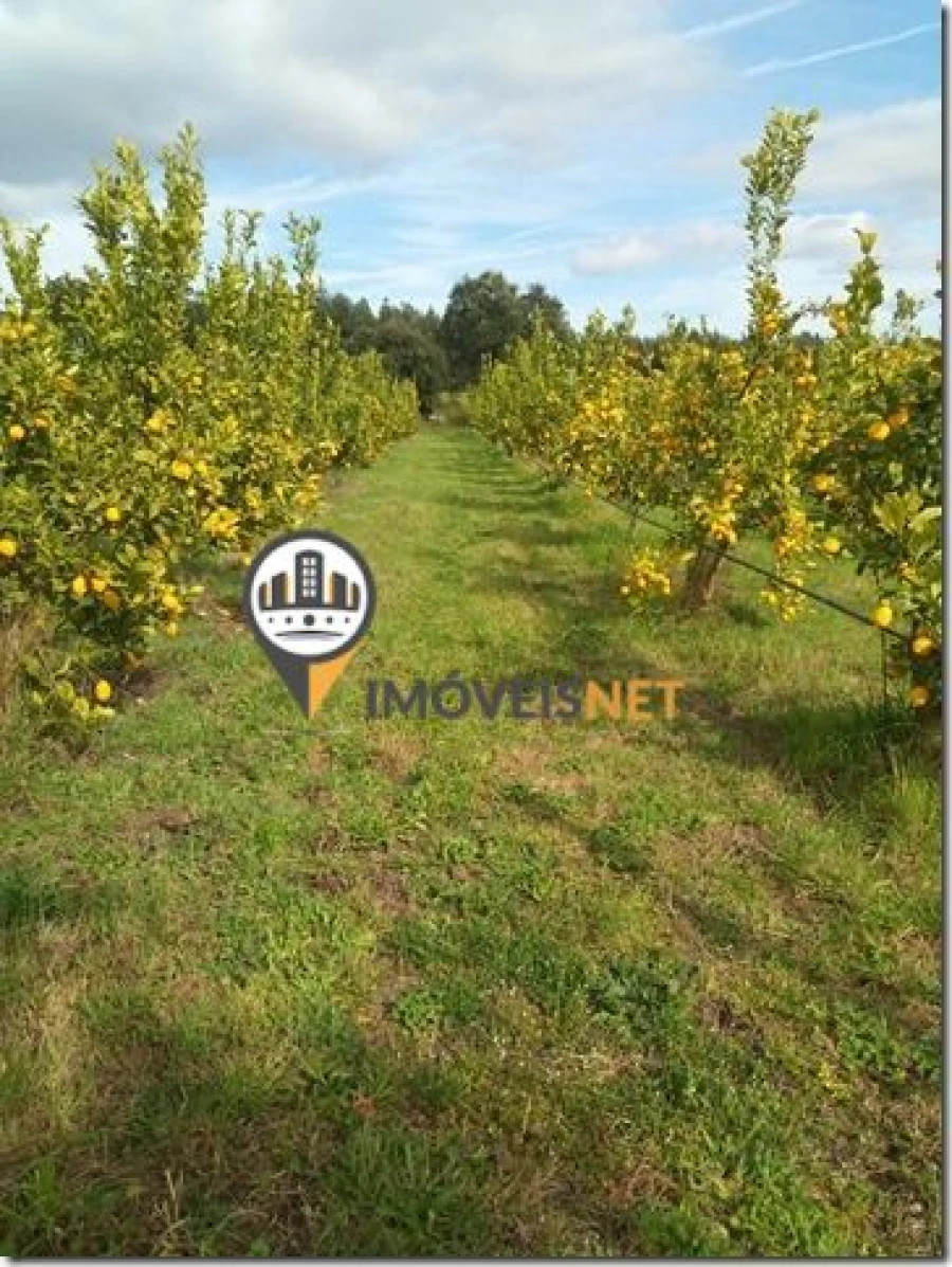 Terreno para Venda em São Vicente da Beira Foto 42