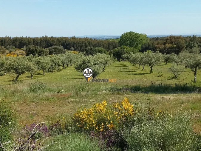 Terreno para Venda em São Vicente da Beira Foto 36