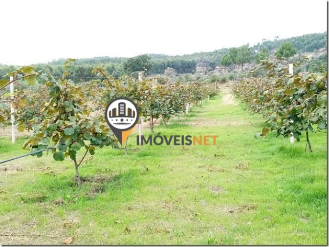 Terreno para Venda em São Vicente da Beira Foto 19