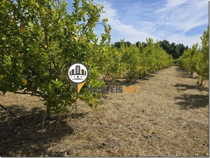 Terreno para Venda em São Vicente da Beira Foto 31