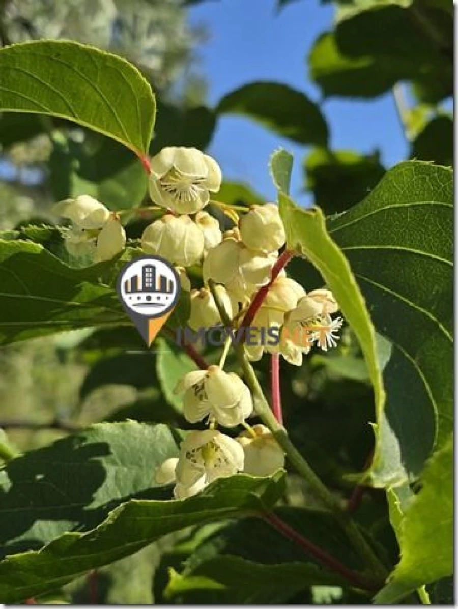 Terreno para Venda em São Vicente da Beira Foto 24