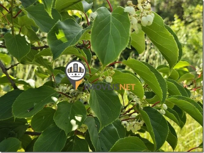 Terreno para Venda em São Vicente da Beira Foto 26