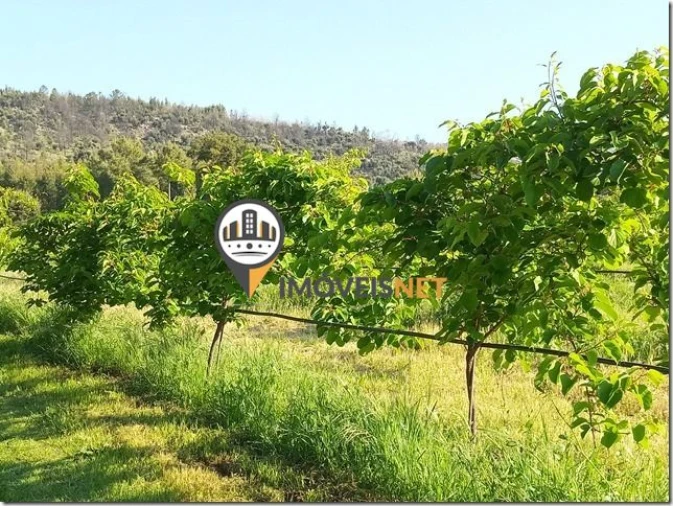 Terreno para Venda em São Vicente da Beira Foto 5