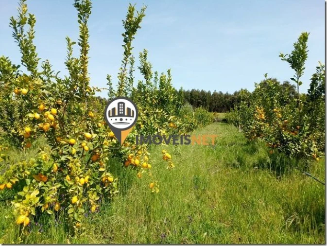 Terreno para Venda em São Vicente da Beira Foto 44