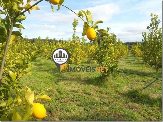 Terreno para Venda em São Vicente da Beira Foto 40