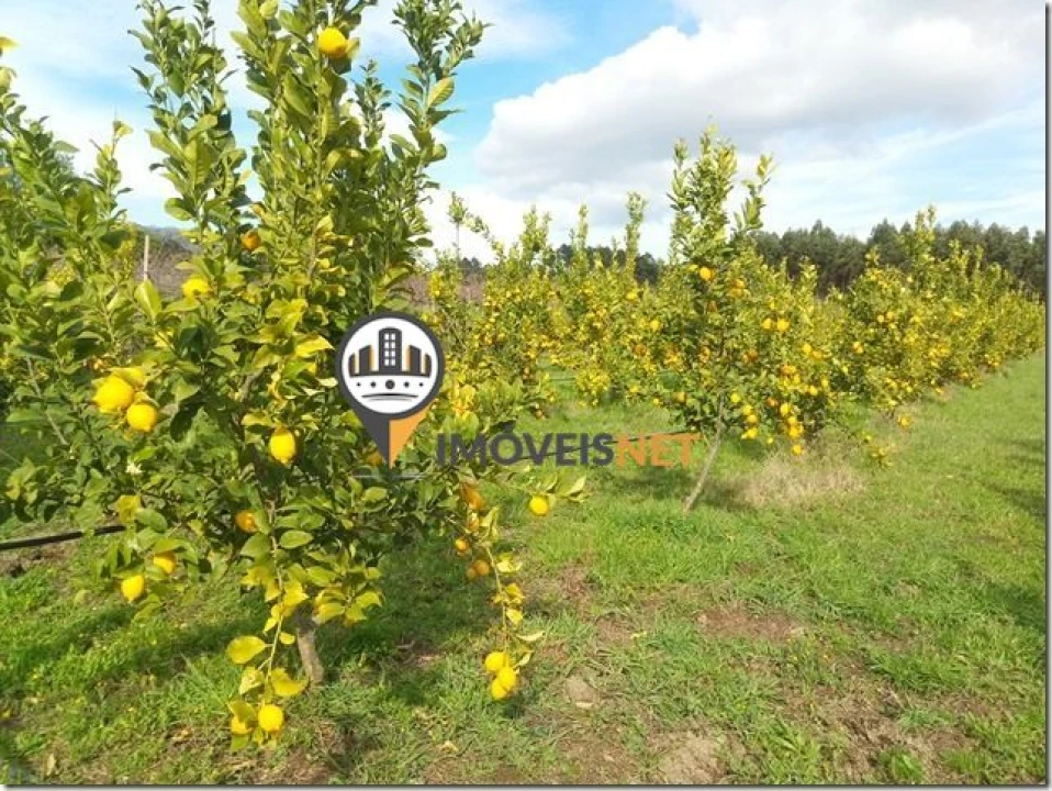 Terreno para Venda em São Vicente da Beira Foto 39