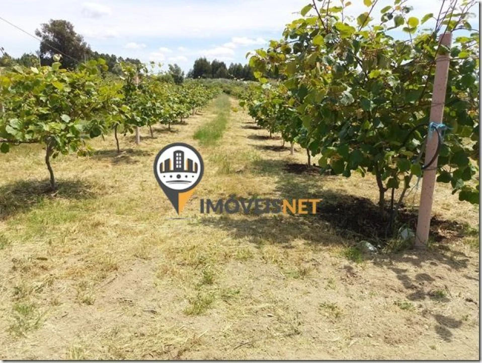 Terreno para Venda em São Vicente da Beira Foto 4