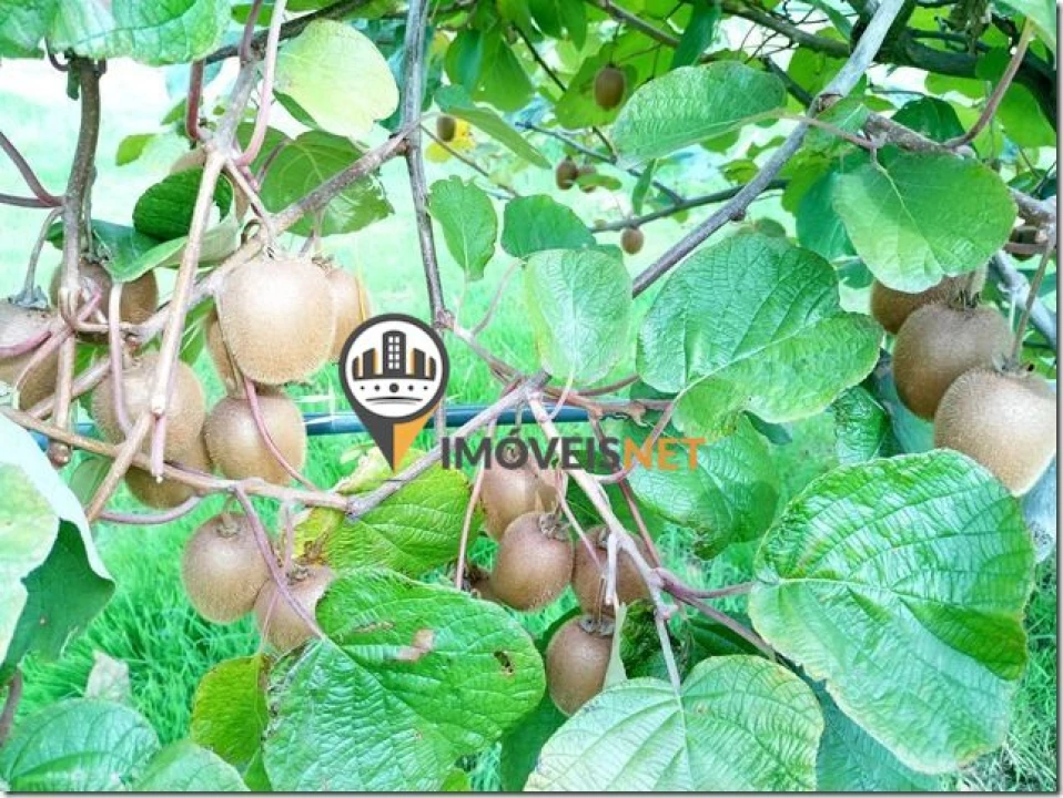 Terreno para Venda em São Vicente da Beira Foto 21