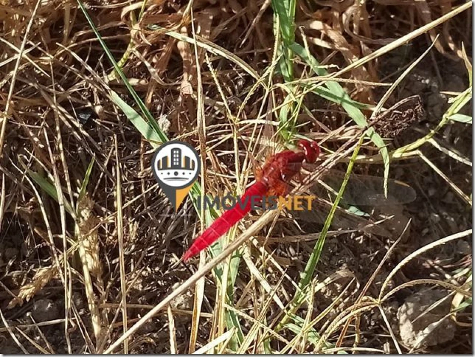 Terreno para Venda em São Vicente da Beira Foto 7