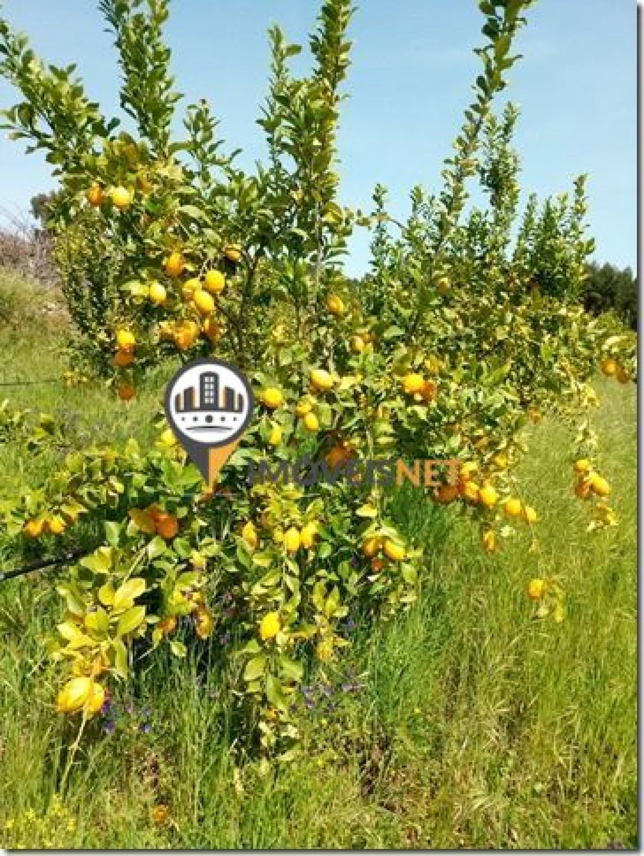 Terreno para Venda em São Vicente da Beira Foto 43