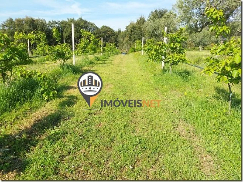 Terreno para Venda em São Vicente da Beira Foto 11