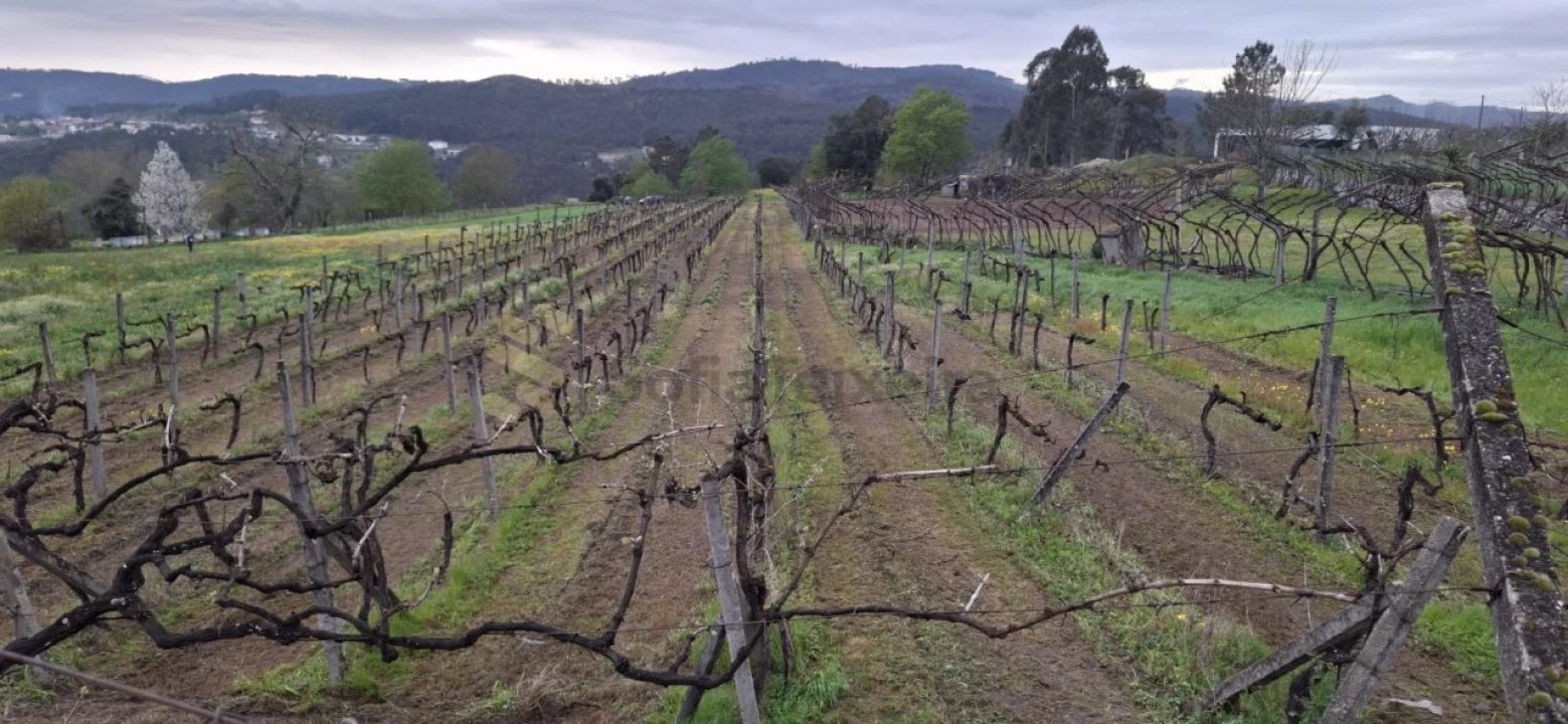 Terreno Agricola ou Rústico para Venda em Avessadas e Rosém Foto 1