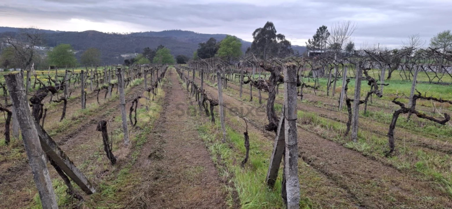 Terreno Agricola ou Rústico para Venda em Avessadas e Rosém Foto 2