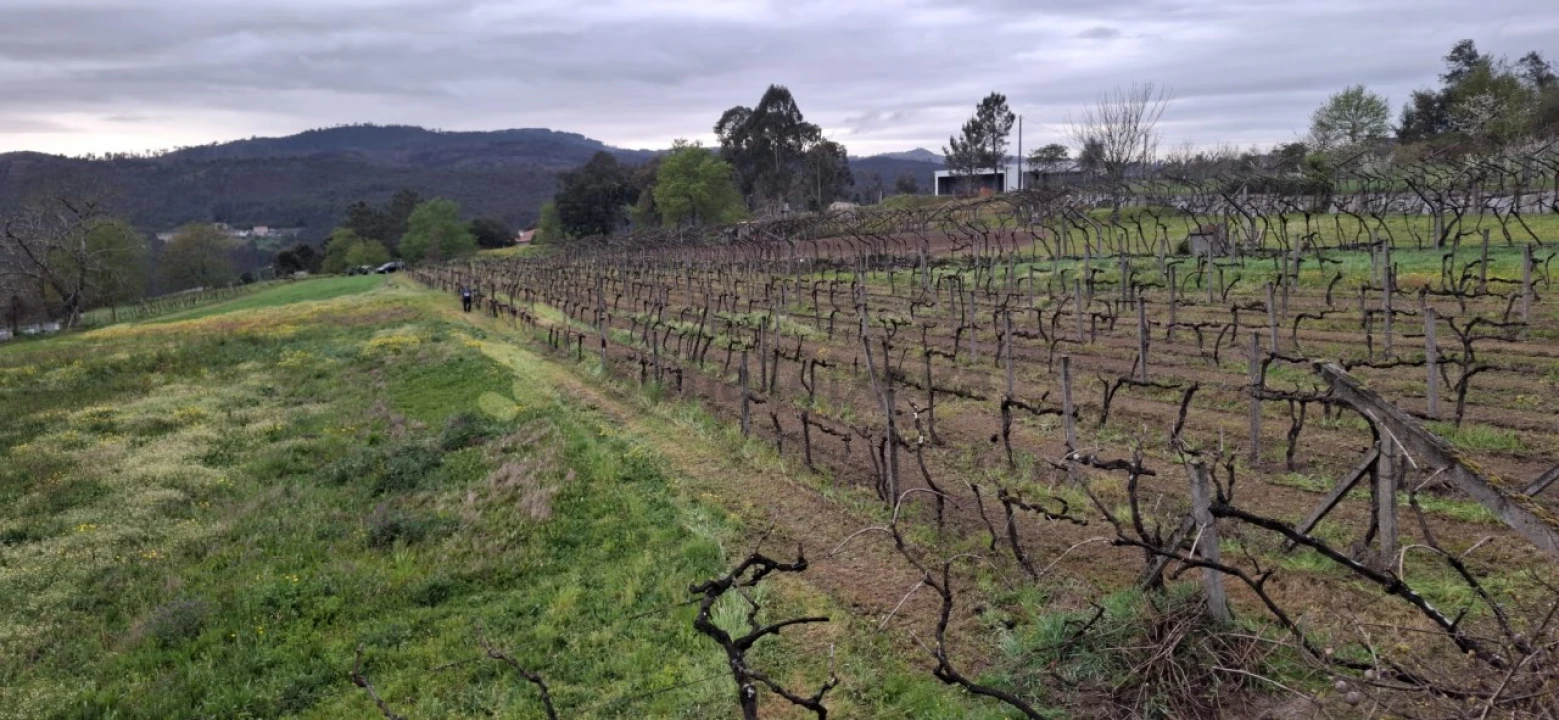 Terreno Agricola ou Rústico para Venda em Avessadas e Rosém Foto 3