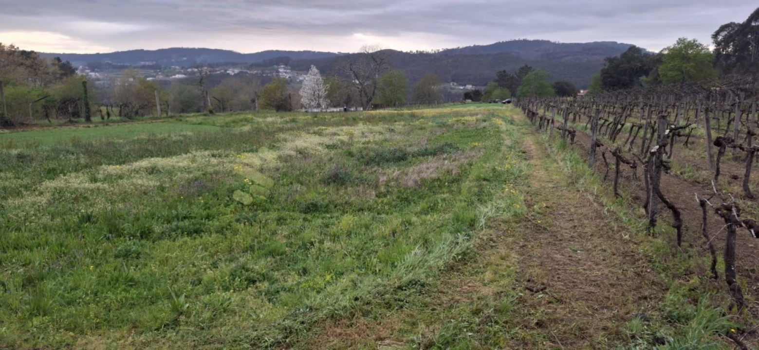 Terreno Agricola ou Rústico para Venda em Avessadas e Rosém Foto 7