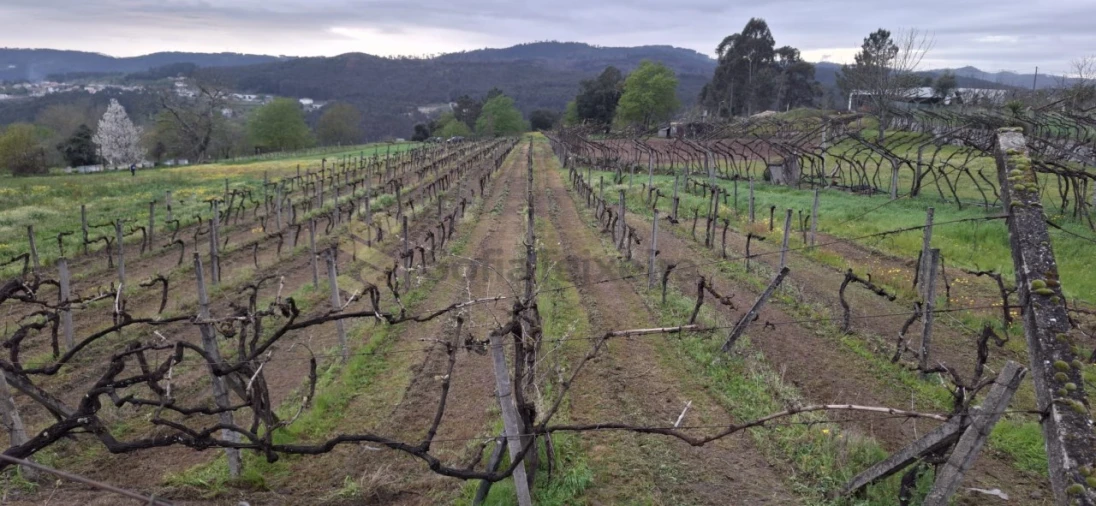 Terreno Agricola ou Rústico para Venda em Avessadas e Rosém