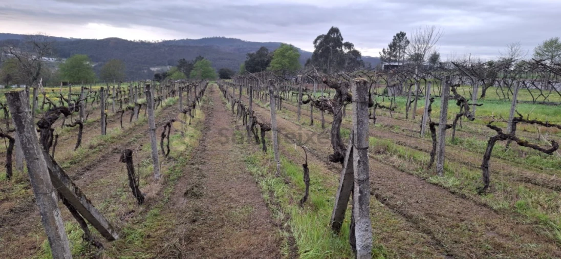 Terreno Agricola ou Rústico para Venda em Avessadas e Rosém Foto 2