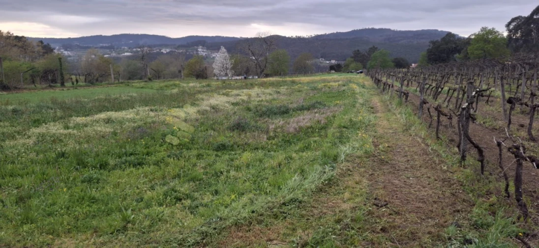 Terreno Agricola ou Rústico para Venda em Avessadas e Rosém Foto 7
