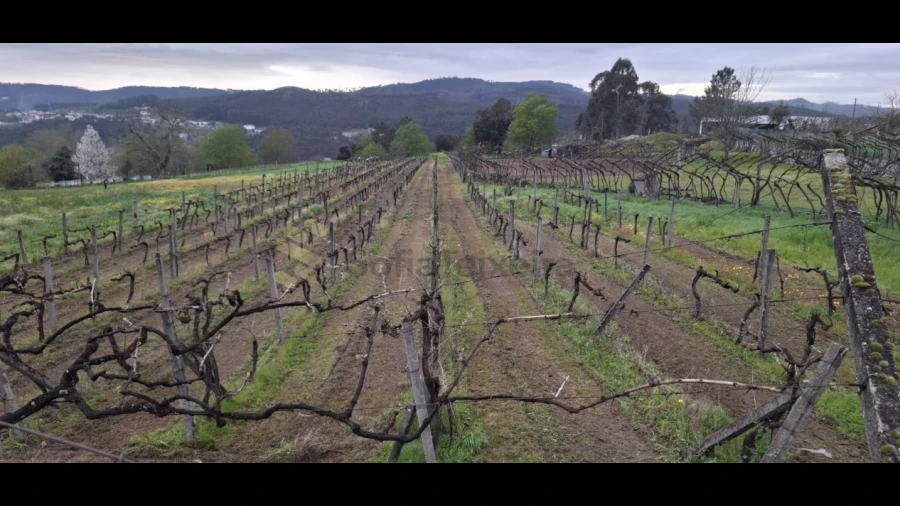 Terreno Agricola ou Rústico para Venda em Avessadas e Rosém