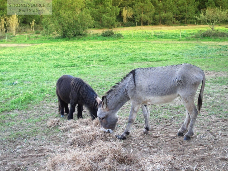 Moradia T7 para Venda em Sesimbra (Castelo) Foto 40