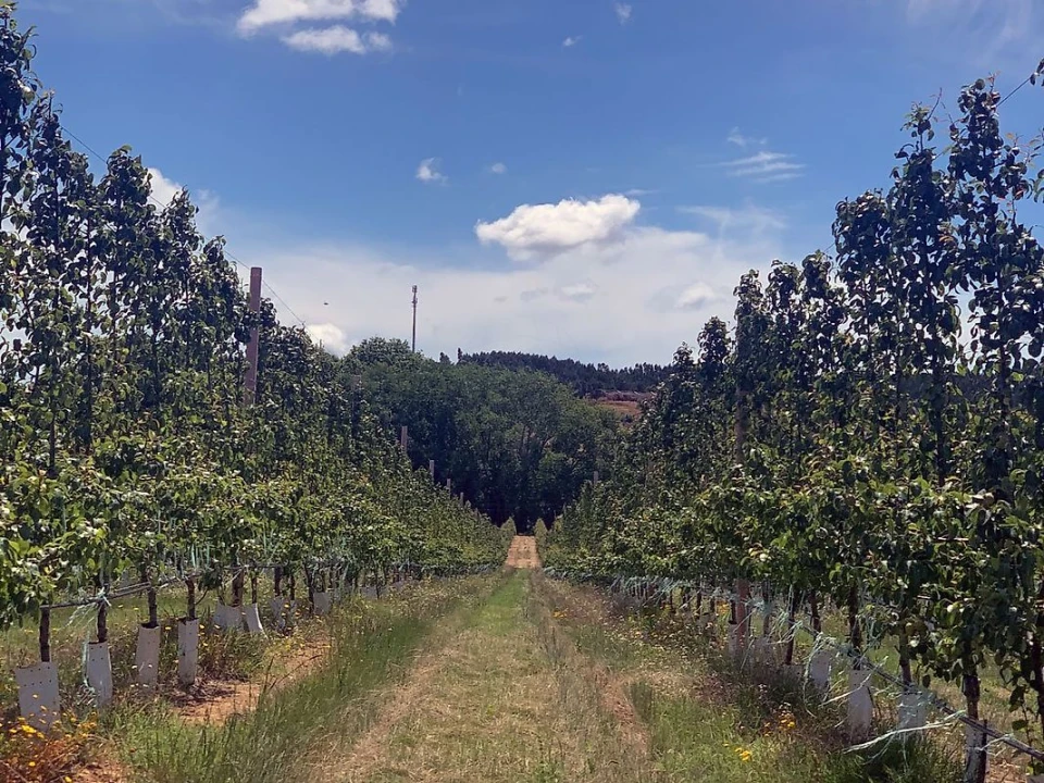 Quinta T15 para Venda em Maxial e Monte Redondo Foto 27